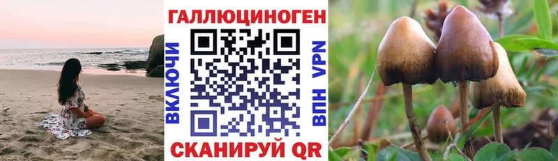 Галлюциногенные грибы Psilocybine cubensis  Бронницы 